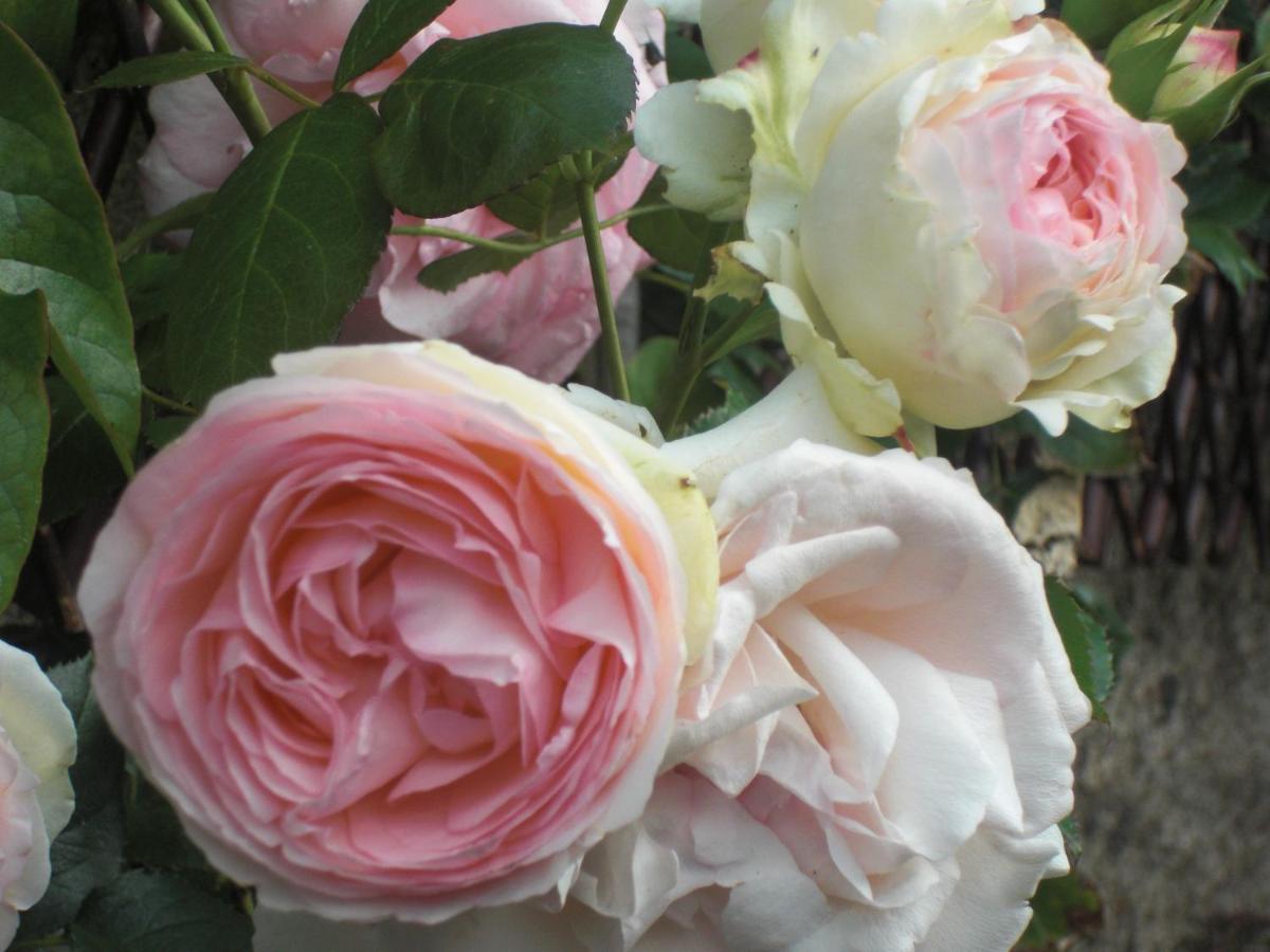 La Mulonniere Bed & Breakfast Saint-Sébastien-sur-Loire